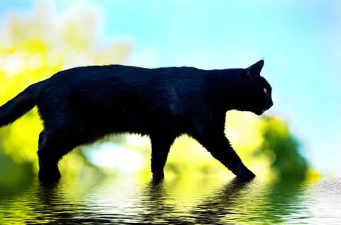 Black cat in a watter Stock Photos