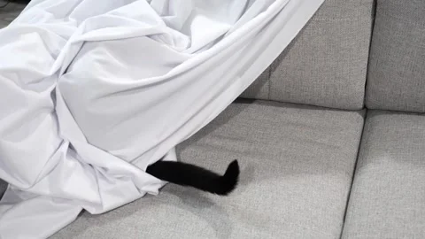 Black cat waving his tail while hiding under a white blanket on a couch 库存影片 280143416