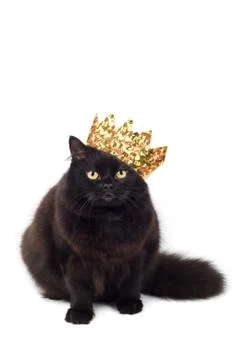 Black cat wearing golden crown isolated Stock Photos
