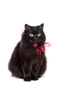 Black cat wearing red bow isolated Stock Photos
