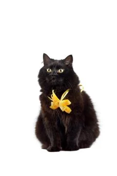 Black cat wearing yellow bow isolated Stock Photos