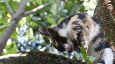 A black cat with white and gold spot and a shaggy coat sits on a mango tree Stock Footage 338065166