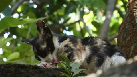 A black cat with white and gold spots and shaggy fur sits on a mango tree Stock Footage 338065178