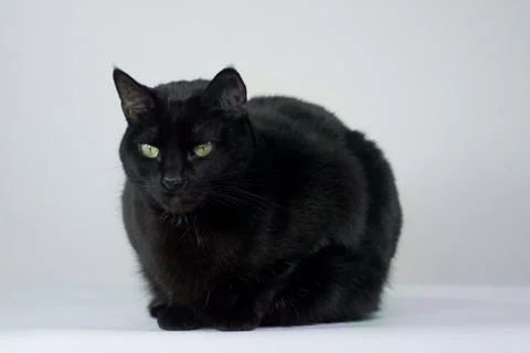 Black cat with a white background Stock Photos