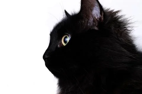 Black cat with white background. Stock Photos