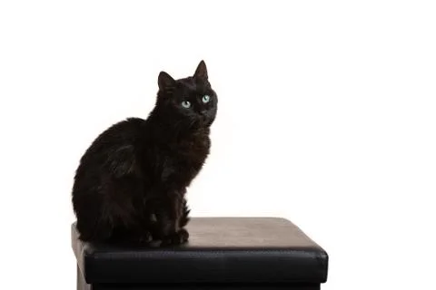 Black cat on a white background sitting on a black stool Stock Photos