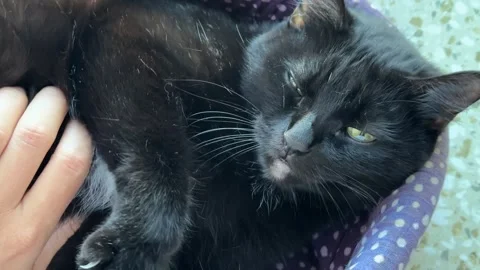 Black cat with a white belly resting on a cozy bed Stock Footage 313741019