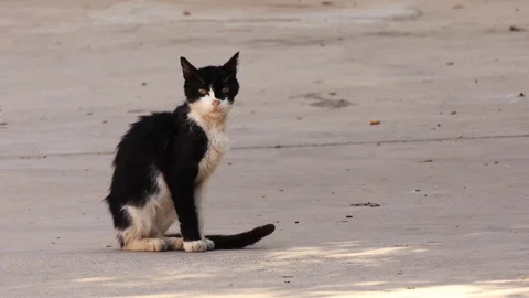 Black cat with a white belly sitting on the road Stock Footage 108614379
