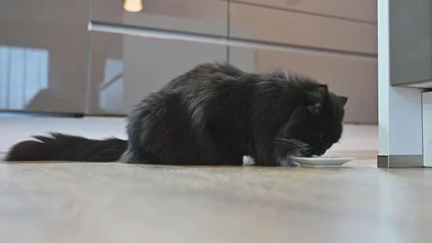A black cat with a white breast feasts on cat food. Stockbeeldmateriaal 250228501