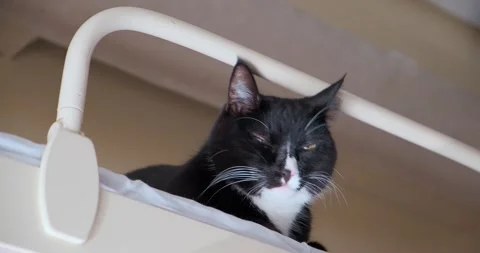 A black cat with white breasts rides the train on the top bed and looks towards 스톡 동영상 151327680