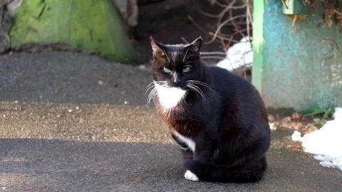 Black cat with a white collar sits on the asphalt Stock Footage 83132849