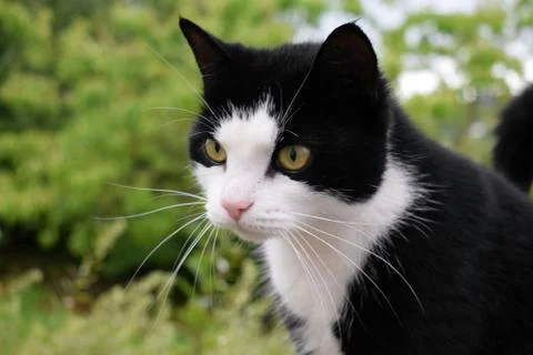 Black cat with a white muzzle close-up. Foto stock
