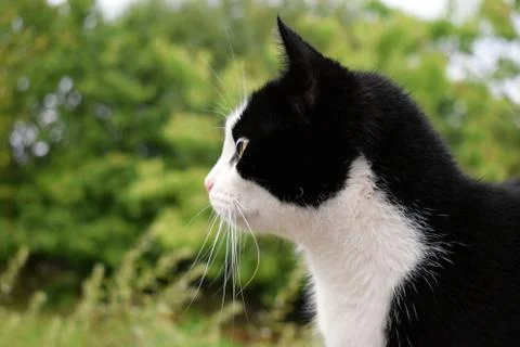 Black cat with a white muzzle close-up. Stock Photos