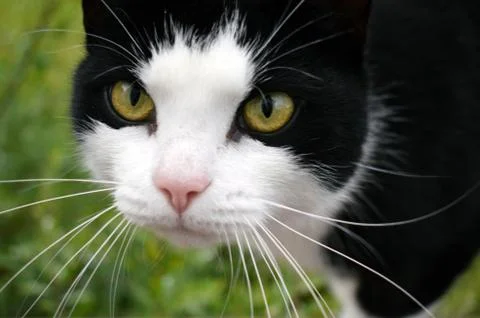 Black cat with a white muzzle close-up. Stock Photos