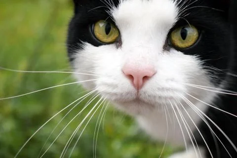 Black cat with a white muzzle close-up. Stock Photos