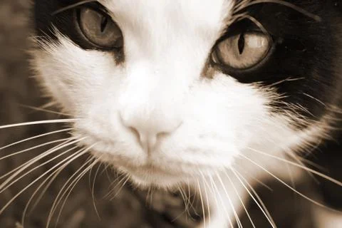 Black cat with a white muzzle. Close-up. Sepia effect. Stock Photos