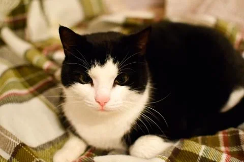 A black cat with a white muzzle is sitting on a checkered plaid Stock Photos