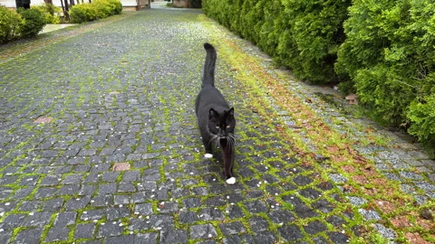 Black Cat with White Paws Walking on Cobblestone Path looking at the camera Stock Footage 307162940