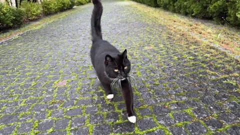 Black Cat with White Paws Walking Video stock 309858369