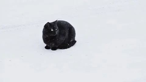Black cat on white snow Video stock 231164927