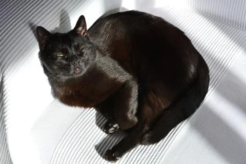 Black cat on a white sofa Stock Photos