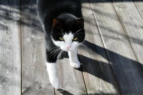 Black cat with white spots Stock Photos