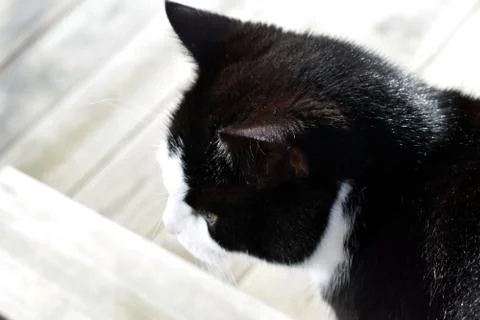 Black cat with white spots Stock Photos