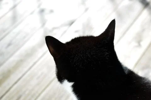 Black cat with white spots Stock Photos