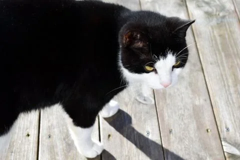 Black cat with white spots Stock Photos