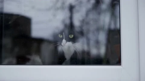 A black cat with white spots walks on the windowsill behind the glass Stock Footage 149720990