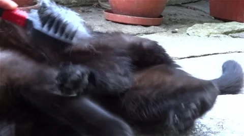 Black cat who is playing while her owner a brush with a brush for taking hair Stock Footage 60780176