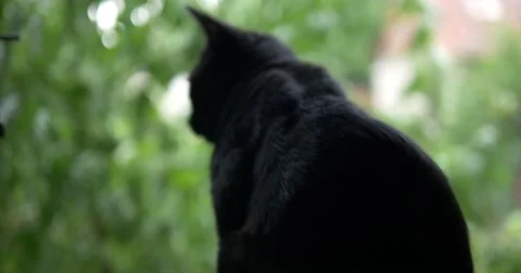 Black cat on window Stock Footage 67387293