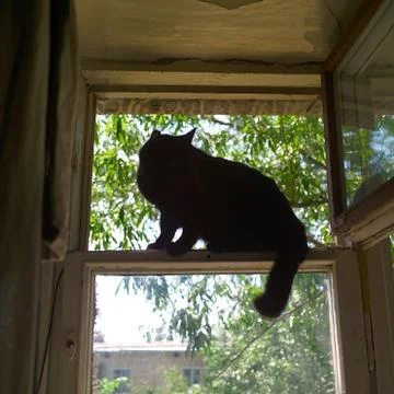 Black cat  on window leaf Photos