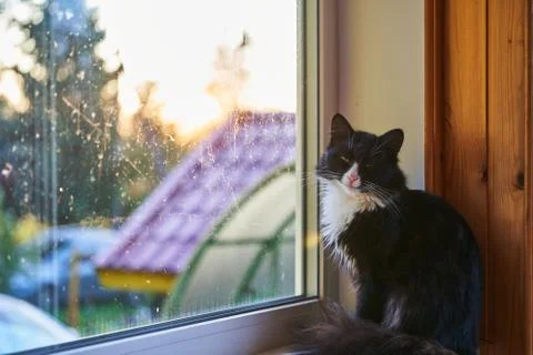 Black cat on the windowsill looking into the camera lens 写真素材