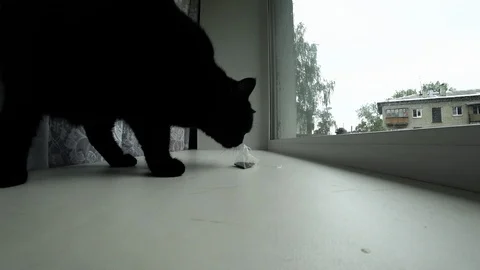 The black cat on the windowsill took a tea bag Stock Footage 92812797