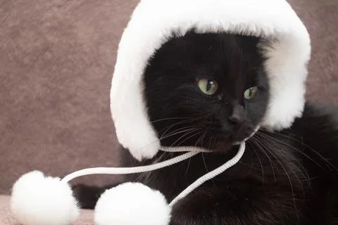 Black cat in the winter hat Stock Photos