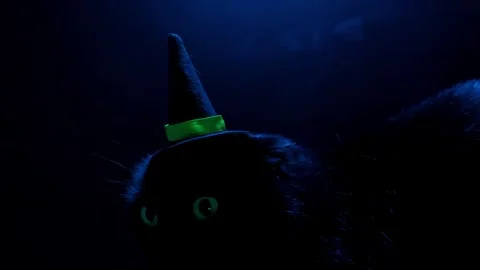 Black cat in a witch hat in a dark.Magical Witch Cat Stock Footage 315682104