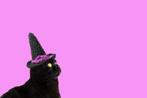 Black cat in witch's hat Stock Photos