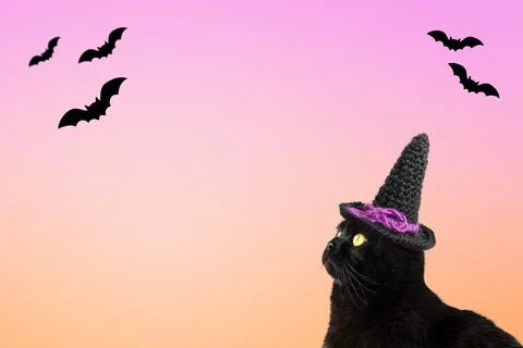 Black cat in witchs hat Stock Photos