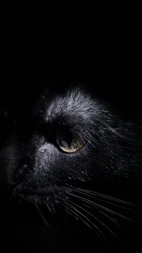 A black cat with yellow eyes appears smoothly out of the darkness and disappears Stock Footage 240019862