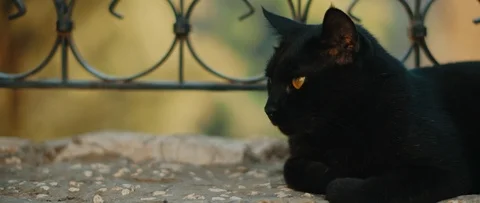 Black cat with yellow eyes lying down next to a metal fence and looking around Stock Footage 119467950