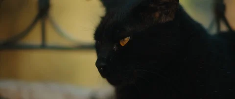 Black cat with yellow eyes lying down next to a metal fence Stock Footage 119470866