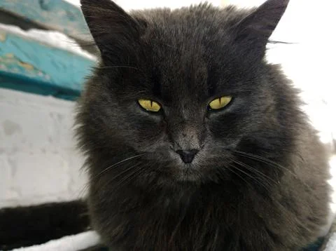 Black cat with yellow eyes Stock Photos