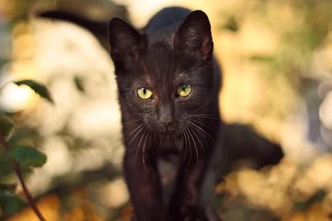 Black cat with yellow-green eyes on tree Stock Photos
