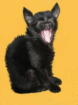 Black cat on a yellow isolated background Stock Illustration