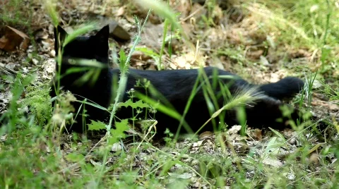 Black cat1 Stock Footage 483980