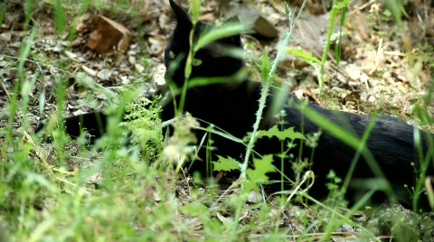 Black cat3 Stock Footage 483977