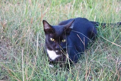 Black cat3 Stock Photos