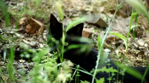 Black cat4 Stock Footage 483975