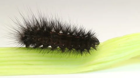 Black caterpillar crawling. closeup Stock Footage 8558408